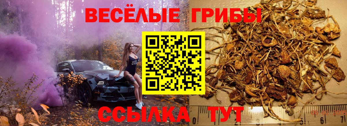 Псилоцибиновые грибы Psilocybine cubensis Новоалтайск